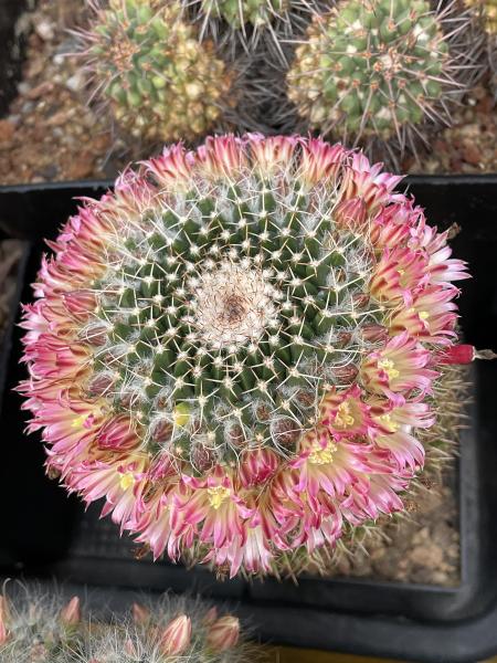 Mammillaria johnstonii